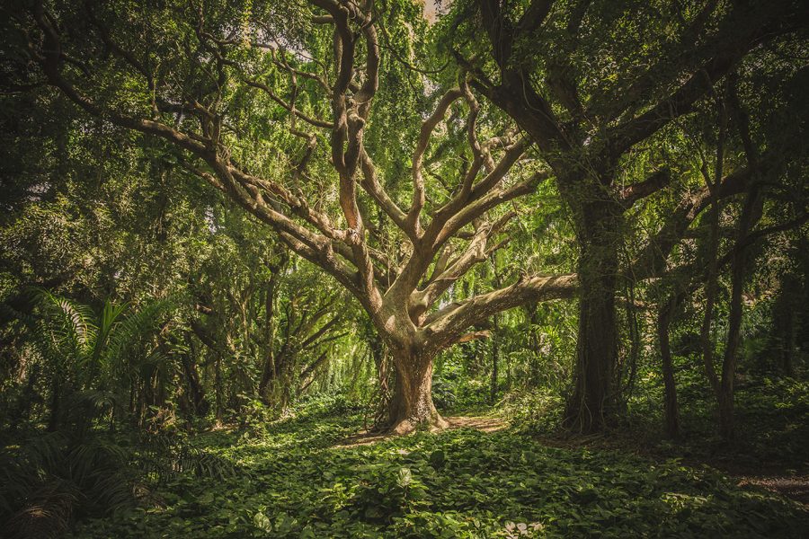 The Symbolic Nature of Trees