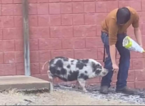 Bacon to Best Friend