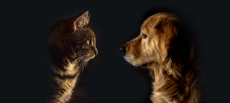 Cats vs Dogs? Fiedler examines an age-old debate